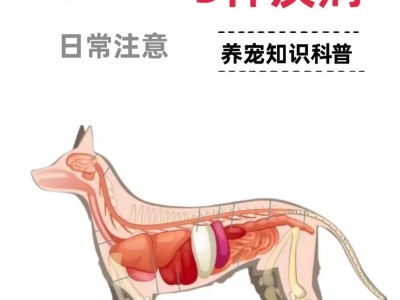 探究狗狗感冒的原因（为什么会感冒？如何预防和治疗？）