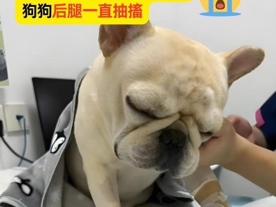 狗狗犬瘟晚期症状揭秘（了解犬瘟晚期症状，保护你的狗狗健康）