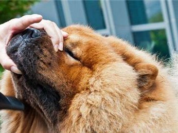 松狮犬大小便训练全攻略（宠物教育从小做起，让爱宠健康快乐）
