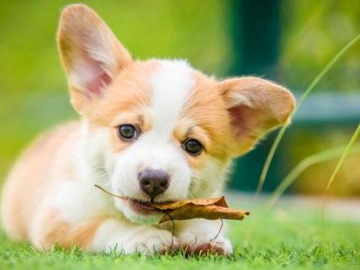 如何正确护理幼犬冬季健康（从宠物主人的角度来看，幼犬在冬天需要哪些注意事项？）