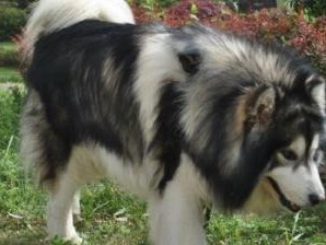 养狗必读（以宠物为主的生活方式，探索阿拉斯加犬的养育之道）