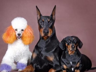 最常见的6种宠物犬最新价格标准（了解你家狗狗的身价，宠物犬的价格一览）