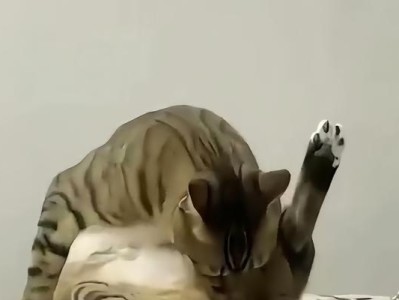 解密猫咪的放屁之谜（从饮食习惯到健康问题，揭秘猫咪为何频繁放屁）