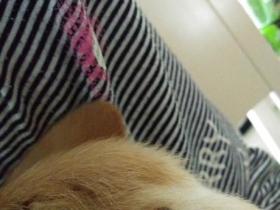 揭秘狗狗红点结痂之颜色之谜（了解狗狗红点结痂的颜色特征及治疗方法）