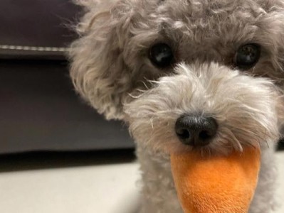 泰迪犬为什么需要以胡萝卜为主食？（胡萝卜对泰迪犬的益处及适宜喂养量）
