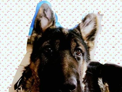 解决你的德国牧羊犬鼻子干干问题（探究原因、提供解决方案，让你的宠物更健康）