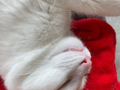 猫便秘的饮食调理方法（解决猫咪便秘的有效食物及注意事项）