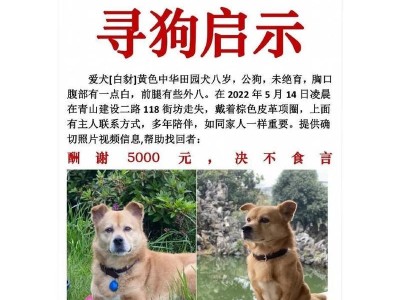 狗狗如何找到主人的不可思议能力（以狗狗为主题的情感感应和嗅觉能力解析）