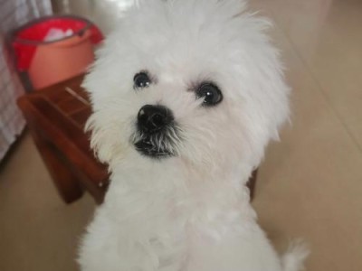 高加索犬幼犬时期为什么要剪掉耳朵？（揭秘高加索犬耳朵剪除的原因及影响）