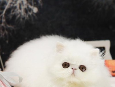 波斯猫和加菲猫（探讨波斯猫和加菲猫的价格和区别，了解它们各自的特点和魅力）