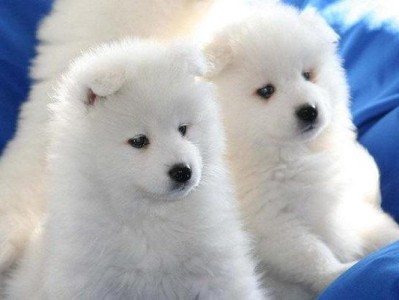 如何训练萨摩耶犬养成五种好习惯（为宠物建立积极的生活方式）