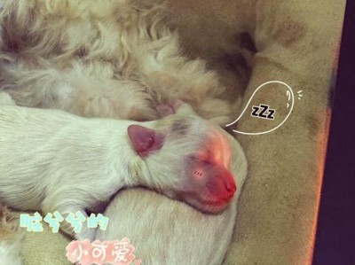 狗狗生产所需的关键步骤（了解如何为狗狗提供合适的生产环境）