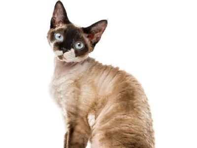 探索猫的品种多样性（了解不同猫种的特点及适应环境）