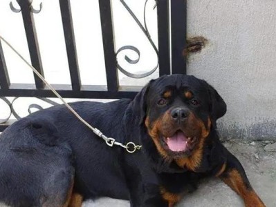 罗威纳犬（探究罗威纳犬是否真的会咬人）