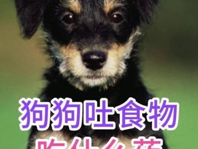 如何为狗狗选择合适的止痛药物？（呕吐狗狗的止痛药物选择及使用指南）