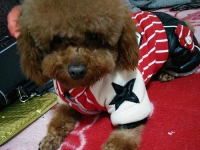 贵宾犬二个月大吃多少狗粮？（了解贵宾犬二个月大的饮食需求，让你的宠物健康成长）