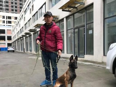 如何进行有效的扑咬训练？（以宠物为主，让马犬更加听话）