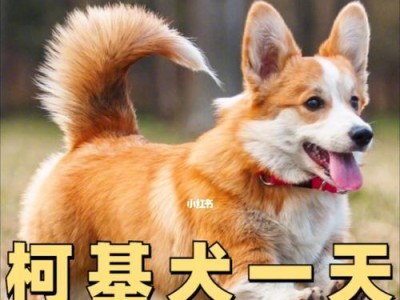 合理调整狗狗的饮食量，关注它的健康成长（科学喂养，营养均衡，）