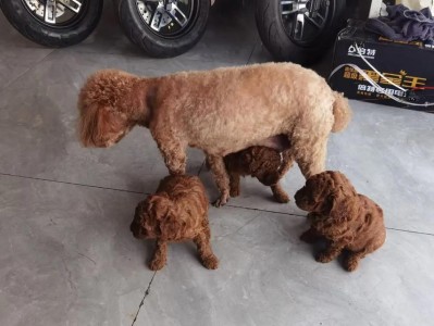 泰迪犬价格和辨别纯种泰迪的小妙招（探寻泰迪犬价格，教你5种辨别纯种泰迪的方法）