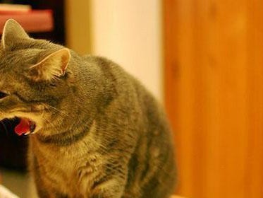 猫中毒（探索猫中毒的原因和常见症状，了解如何预防和应对）