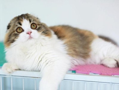 高地折耳猫是否一定会发病？（真相揭秘，高地折耳猫健康之谜）