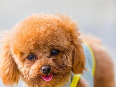 如何判断泰迪是否为纯种犬？（从外观特征到血统证明，全方位判断泰迪纯种性）