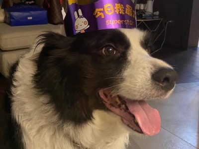 边境牧羊犬养了一年，网友后悔了（2200元购买的宠物，成为了负担）