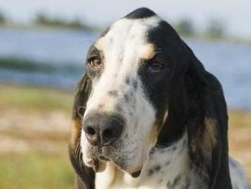 如何科学饲养凯利蓝梗犬？（详解凯利蓝梗的饲养技巧与注意事项）