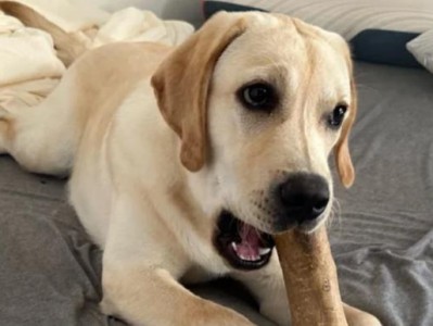 拉布拉多幼犬养护全指南（饮食需谨慎，给予适当的关爱和训练）