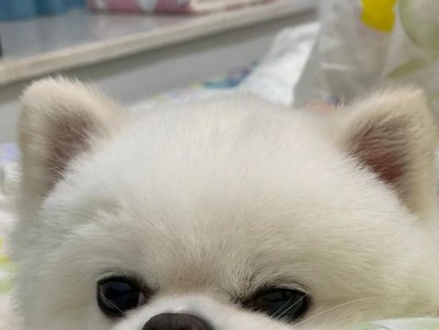 如何正确喂养博美犬（合理控制狗粮摄入量，宠物更健康）