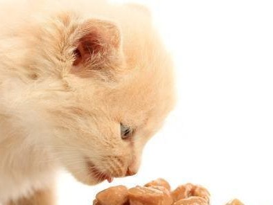 为什么小猫不吃东西？（探究宠物小猫不吃东西的原因及应对方法）