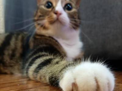 揭秘猫的奇异第六趾（探寻猫的前爪第六趾的起源和功能）