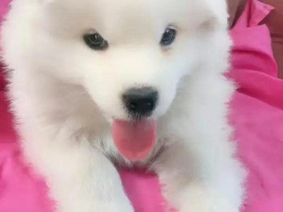狗狗划伤肠道的症状及处理方法（了解狗狗划伤肠道的常见症状和如何正确处理，保护它们的健康。）