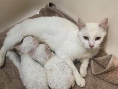 猫的难产（解析猫咪难产的原因、症状及治疗方法）
