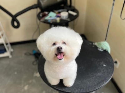 如何正确护理你的比熊狗狗（掌握关键的护理技巧，让你的比熊宠物健康快乐）
