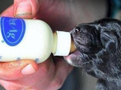 金毛狗临产前的饮食需求（为金毛狗提供健康的营养，确保顺利分娩）