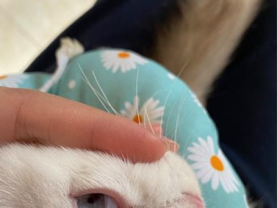 猫眼睑内的神秘色彩（探索猫眼中的奇幻世界）