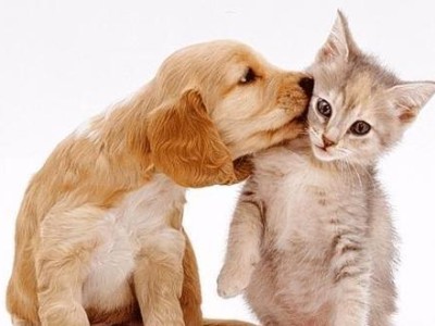 猫的袭击（猫咪攻击狗的行为揭秘，寻找根源）