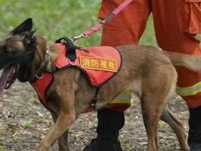如何训练一只出色的搜救犬（以宠物为主，让狗狗成为救援英雄）
