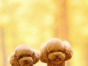 如何为贵宾犬提供最佳饮食？（4种必备物品让你的宠物更健康）