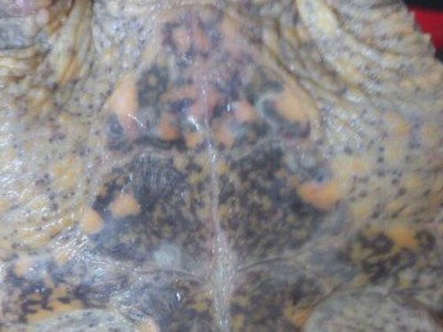 鳄龟常见病及防治措施（探究鳄龟健康的关键——了解常见病与防治方法）