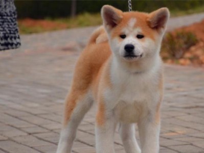 秋田犬的颜色品种及特征（了解秋田犬的颜色，选择最佳伴侣）