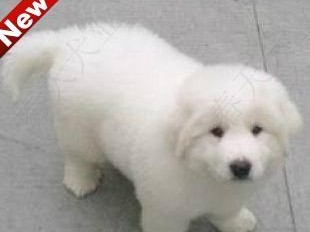 如何给大白熊犬刷牙？（宠物健康，从口腔开始/刷牙技巧分享）