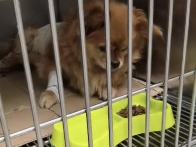 狗狗安乐死药物选择（了解狗狗安乐死药物及选择关键因素）