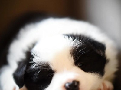 边境牧羊犬价格调查（揭秘边境牧羊犬市场行情，了解一只边牧的价格及背后的原因）