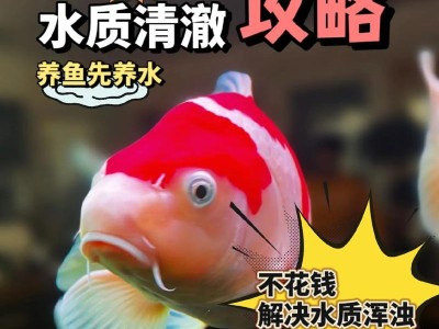 锦鲤养殖的过滤需要（为了锦鲤的健康和水质清洁，如何选择适合的过滤设备）