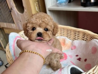 你知道吗？这些颜色的泰迪最好看（究竟哪种颜色的泰迪最受欢迎？）
