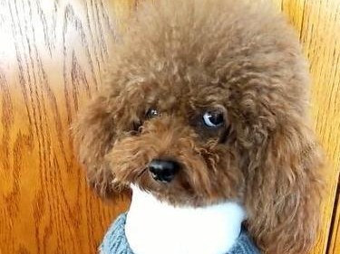 养这些狗狗要小心，别当大冤种了！（揭秘狗界“烧钱王”，饲养注意事项一览）