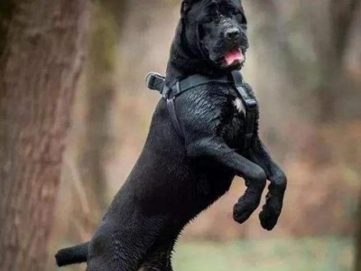 世界上最凶猛的犬种是哪一种？（探究各犬种的凶猛程度及原因）