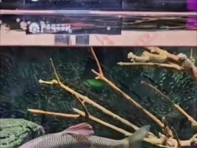 如何选择适合养凤尾鱼的鱼缸（以养凤尾鱼用什么鱼缸好）